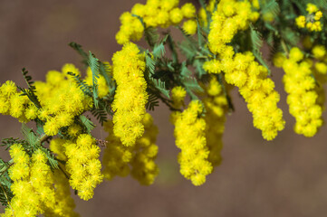 ギンヨウアカシア