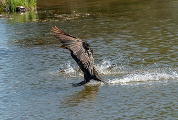 Fototapeta premium cormorant landing on pond