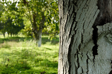 Walnut tree trunk crust in organic orchard