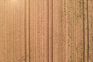 Tractor tyre tracks in soil of cultivated corn crop plantation, directly above aerial shot