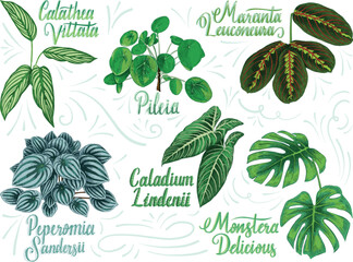 Hand drawn decorative house plant collection with their botanical names Pileia, calathea vittata, monstera delicious, peperomia sandersii, caladium lindenii, maranta leuconeura. - obrazy, fototapety, plakaty