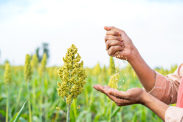 close up shot of farmer hands seeing seeds or grinds from grown crop at farmland - concept...