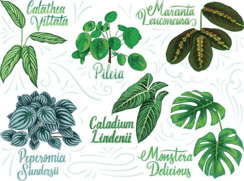 Hand drawn decorative house plant collection with their botanical names Pileia, calathea vittata, monstera delicious, peperomia sandersii, caladium lindenii, maranta leuconeura.