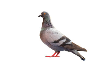 full body of standing pigeon bird isolate on transparent background, PNG file