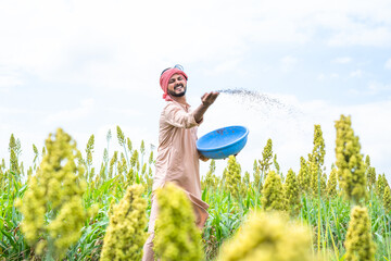 Farmer throwing fertiliser to maize field to plant growth and pest control - conept of use of...