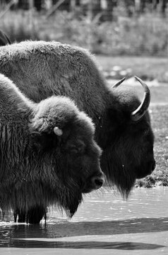 Wild American Buffalo 