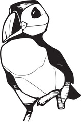 Puffin Bird