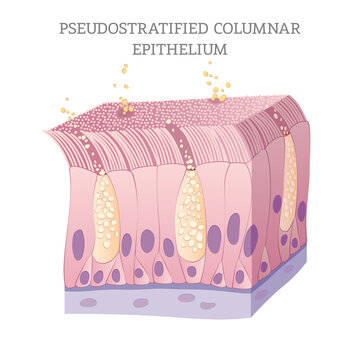Illustration of Pseudostratified Columnar Epithelia