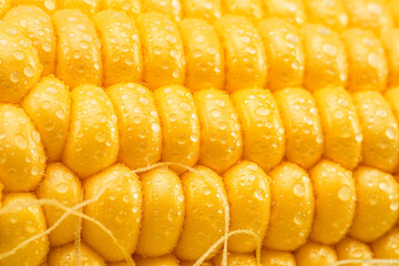 Maize seeds in corn cob covered with small water drops. Macro shot.