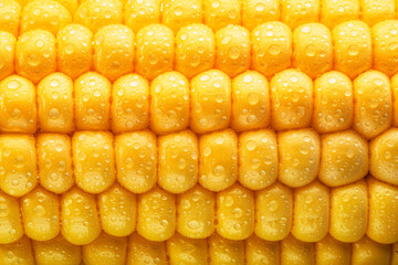 Maize seeds in corn cob covered with small water drops. Macro shot.