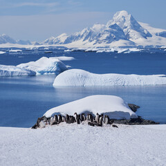 Gentoo Penguin Colony - Booth Island, Antarctica