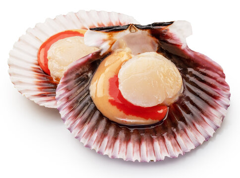 Fresh opened scallop with scallop roe or coral close up. File contains clipping path..