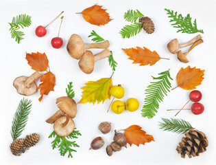 Set of  fallen autumn leaves ,acorns , paradise apples ,cones, mushrooms , conifer tree twigs,  isolated top view on white background  .