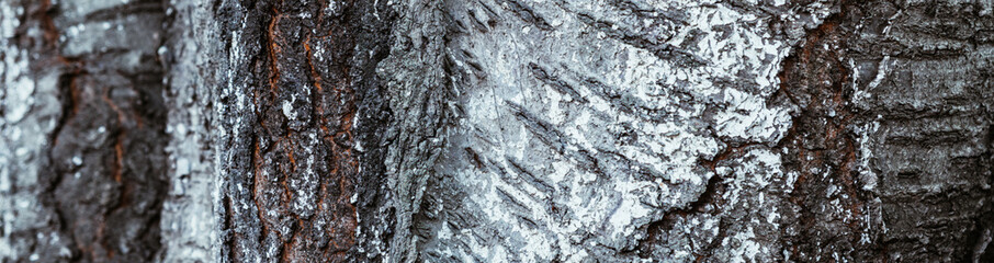 Horizontal image Tree bark background close-up