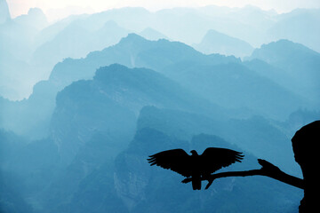 falcon hawk in mountains background