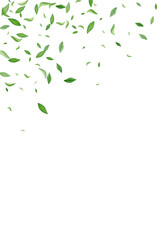 Grassy Leaves Ecology Vector White Background