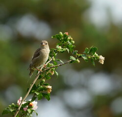 sparrow in the garden,sperling im garten