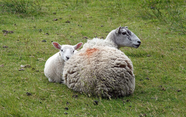 A lamb lying close to its mother sheep on the grass and looking at the camera.  