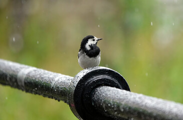 A pied wagtail bird perching on a metal railing in the rain. 
