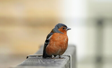 A closeup of a male chaffinch perching on a fence against a defocused background. 