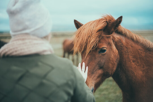 Back view of young woman walking on the nature in cold day. Tourist female pats the brown horse in mountains in Iceland.