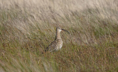 A curlew perching in the long grass of the North York Moors during the summer ground nesting season. 