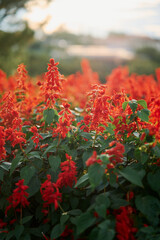 Natural landscape with red flowers at sunset