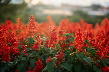 Natural landscape with red flowers at sunset