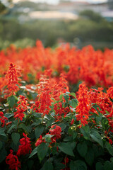 Natural landscape with red flowers at sunset