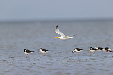 A royal tern (Thalasseus maximus) in flight at the coastline.
