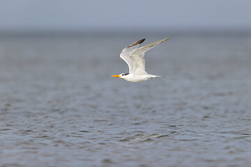 A royal tern (Thalasseus maximus) in flight at the coastline. - obrazy, fototapety, plakaty
