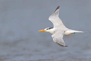A royal tern (Thalasseus maximus) in flight at the coastline.
