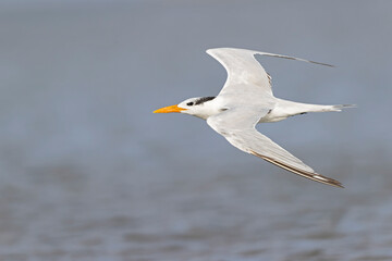 A royal tern (Thalasseus maximus) in flight at the coastline.