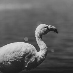 retrato de flamenco en blanco y negro