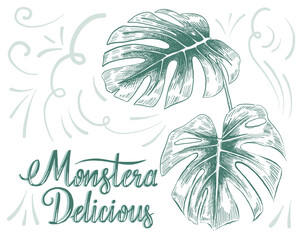 Fototapeta na wymiar Hand drawing of decorative house plant leaf with its botanical name Monstera Delicious.