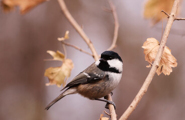 Obraz premium Coal tit on autumn twigs, among falling, yellowed leaves....