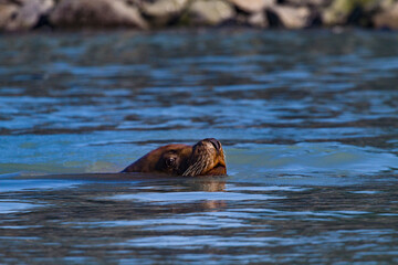 Fototapeta premium Sea Lion swims by with eye and snout above water near Solomon Gulch Fish Hatchery in Valdez, Alaska