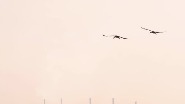 Two stork birds are flying in the sky, long shot. Indian Stork - Anastomus oscitans