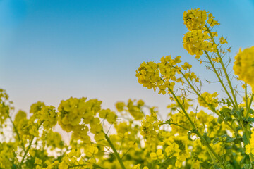夕焼けに染まる菜の花