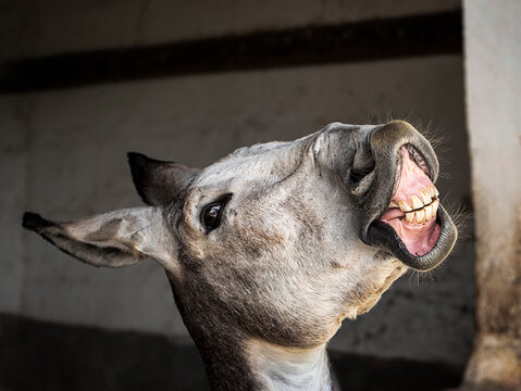 Happy mule