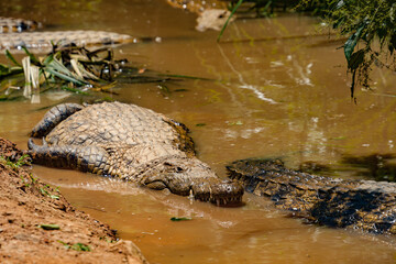 A close-up of a crocodile lying next to the tail of another crocodile in muddy water.