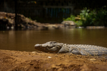 Low angle shot of a crocodile lying at the water's edge along a sandy bank. 