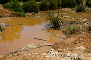 A float of crocodiles lying in muddy water in Kruger National Park.