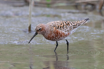 Curlew sandpiper Calidris ferruginea feeding on shore