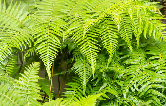 Close up of beautiful growing ferns in the forest.