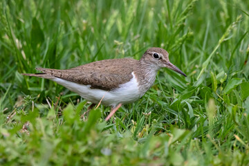common sandpiper Actitis hypoleucos walking on grass
