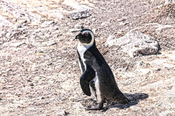 penguin on the rocks