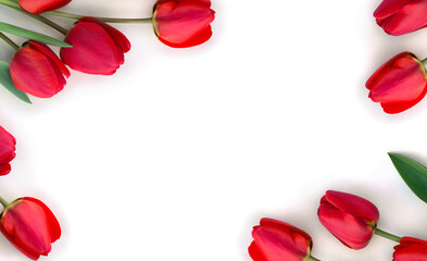 Frame of red flowers tulips on a white background with space for text. Top view, flat lay