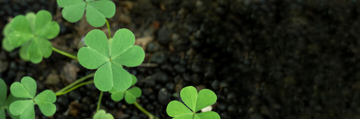 Green background with three-leaved shamrocks, Lucky Irish Four Leaf Clover in the Field for St. Patricks Day holiday symbol. with three-leaved shamrocks, St. Patrick's day holiday symbol, earth day.