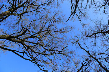 blue sky through leafless trees